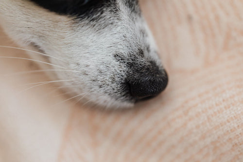 Close-up of a dog's nose on a soft cream textured fabric mat