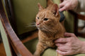 Ginger cat enjoying a brushing session in a cosy home