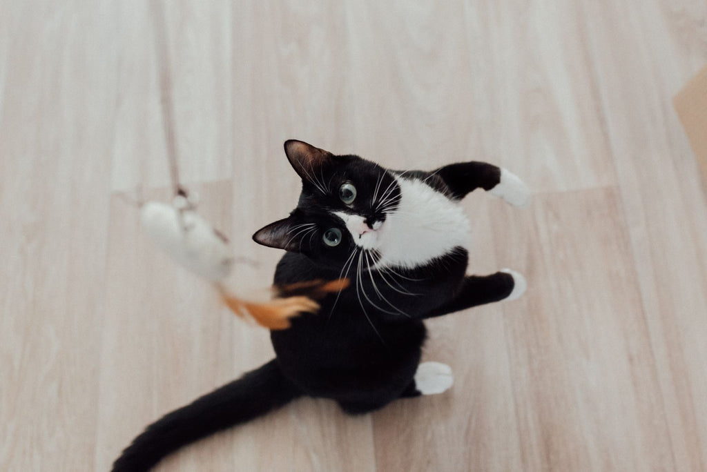 Tuxedo cat reaching up at a feather wand toy on a pale wood floor