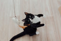 Tuxedo cat reaching up at a feather wand toy on a pale wood floor