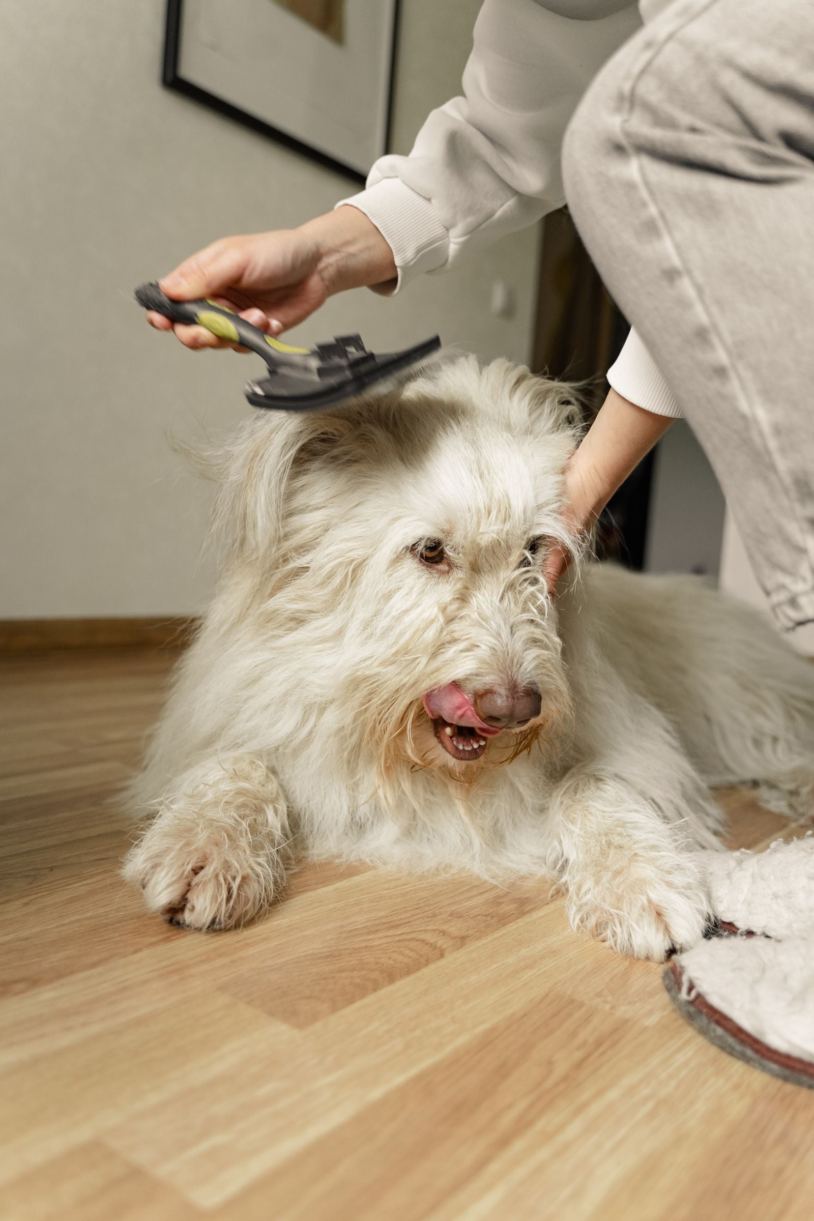 Cream fluffy dog being gently brushed with a grooming brush at home
