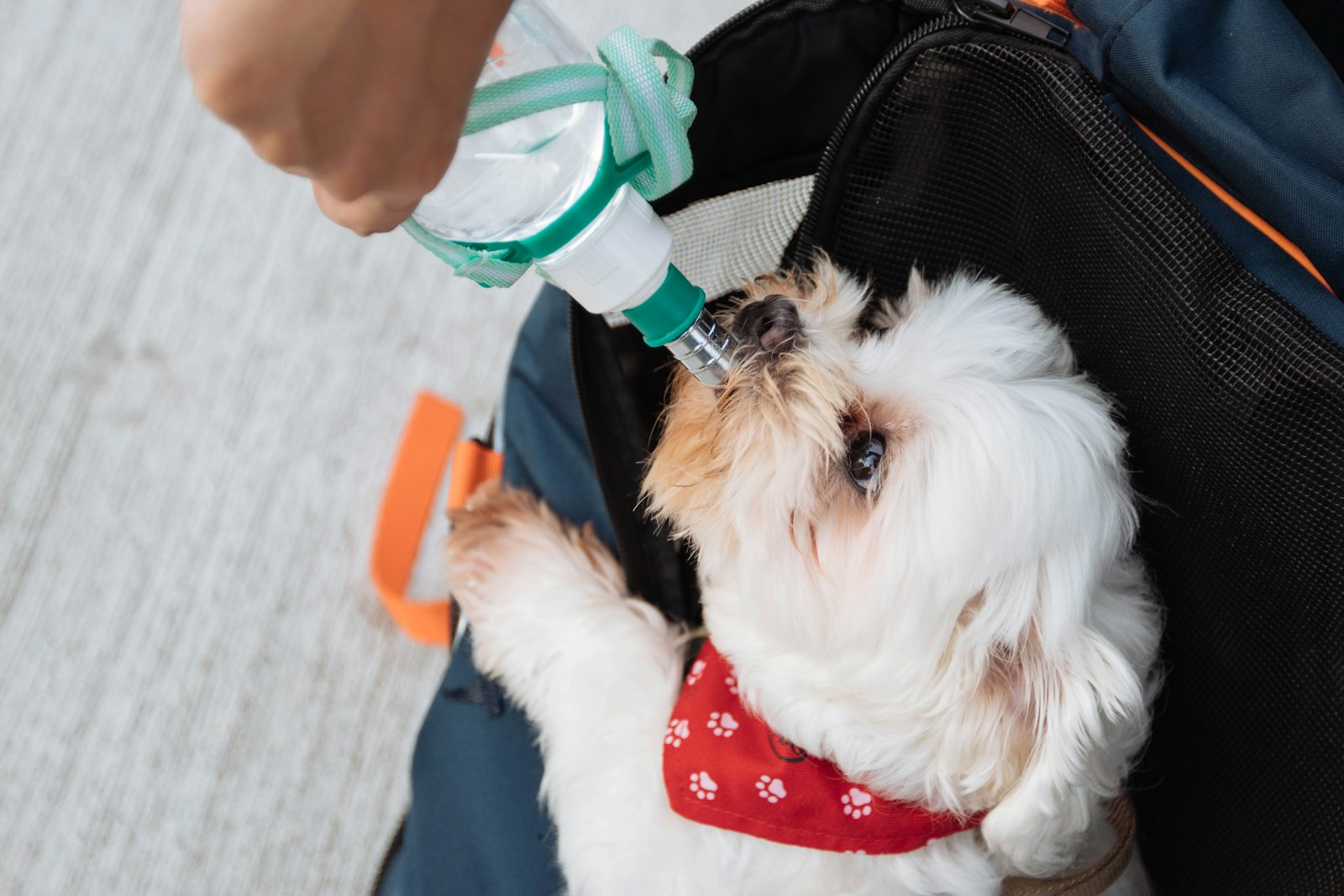 Fluffy dog drinking from a portable pet water bottle on the go