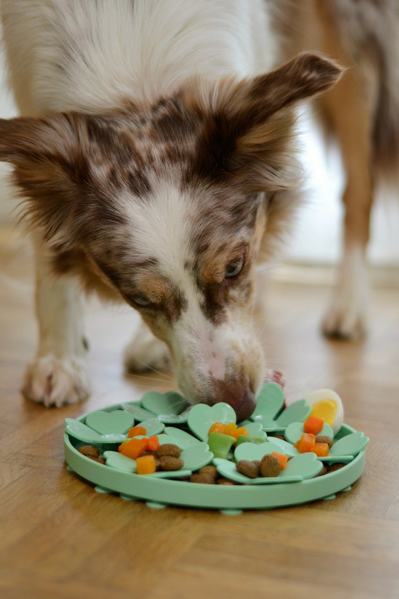 Dog eating from a sage-green slow feeder on a warm wooden floor