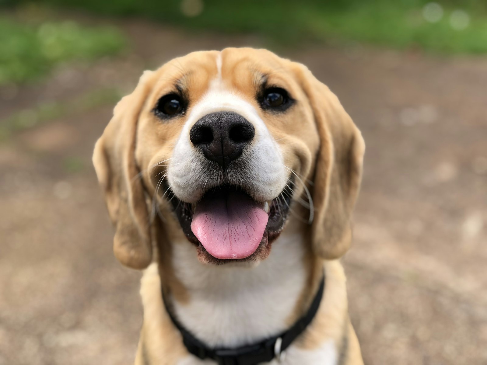 A smiling beagle