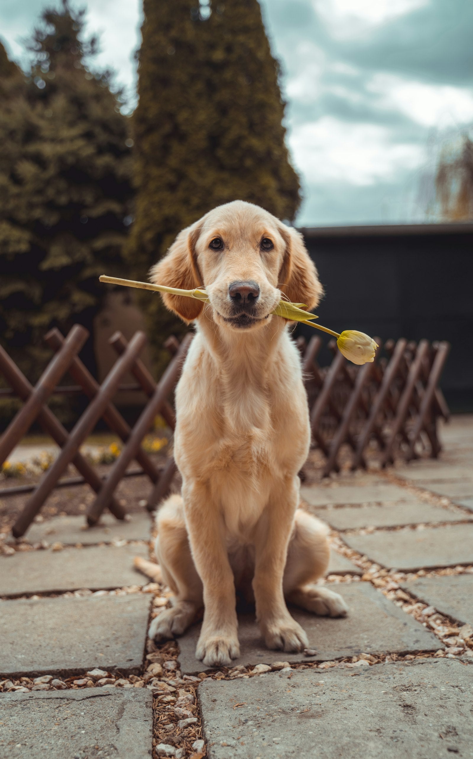 A golden retriever puppy holding a tulip