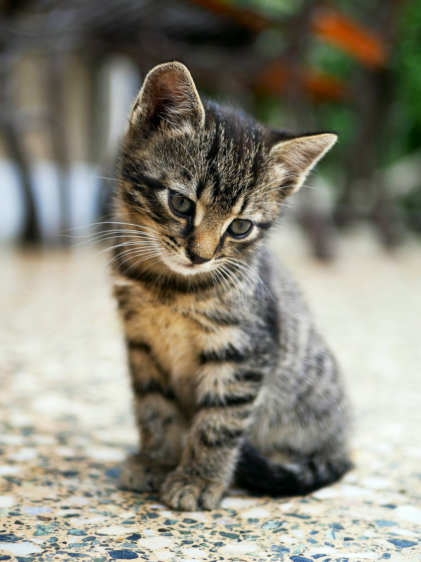 A tabby kitten