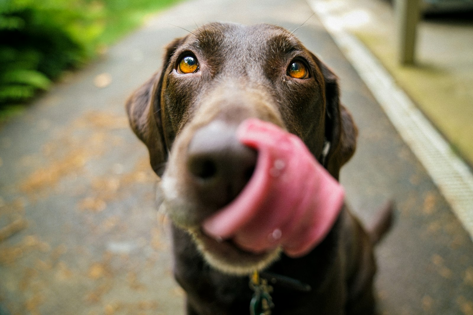 A chocolate labrador licking its nose